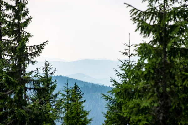 Blick vom Wald auf die Karpaten — Stockfoto