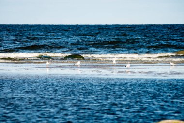 kayalar ve yeşil vegetat Baltık Denizi'nin rahat plaj