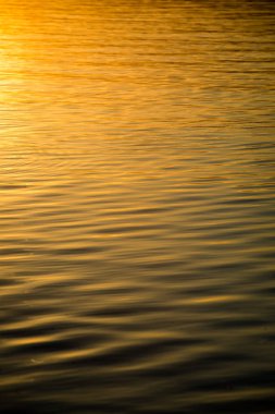 kayalar ve yeşil vegetat Baltık Denizi'nin rahat plaj