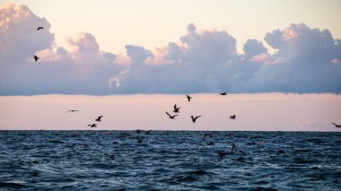 kayalar ve yeşil vegetat Baltık Denizi'nin rahat plaj