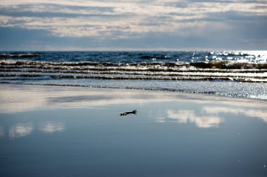Ahşap sopa ile Baltık Denizi'nin rahat plaj