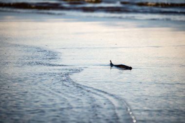 Ahşap sopa ile Baltık Denizi'nin rahat plaj