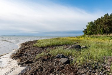 kayalar ve yeşil vegetat Baltık Denizi'nin rahat plaj