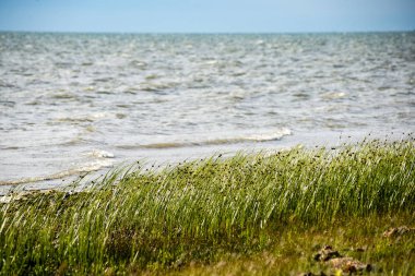kayalar ve yeşil vegetat Baltık Denizi'nin rahat plaj