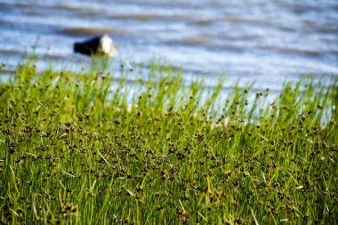 kayalar ve yeşil vegetat Baltık Denizi'nin rahat plaj