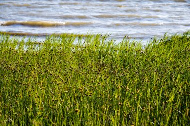 kayalar ve yeşil vegetat Baltık Denizi'nin rahat plaj