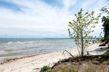 kayalar ve yeşil vegetat Baltık Denizi'nin rahat plaj