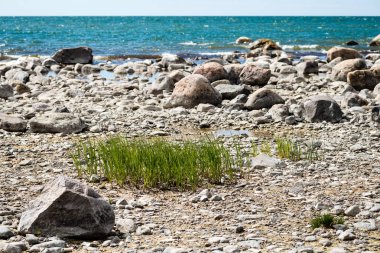 kayalar ve yeşil vegetat Baltık Denizi'nin rahat plaj