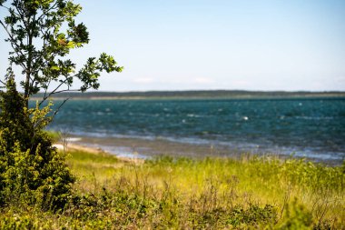 kayalar ve yeşil vegetat Baltık Denizi'nin rahat plaj