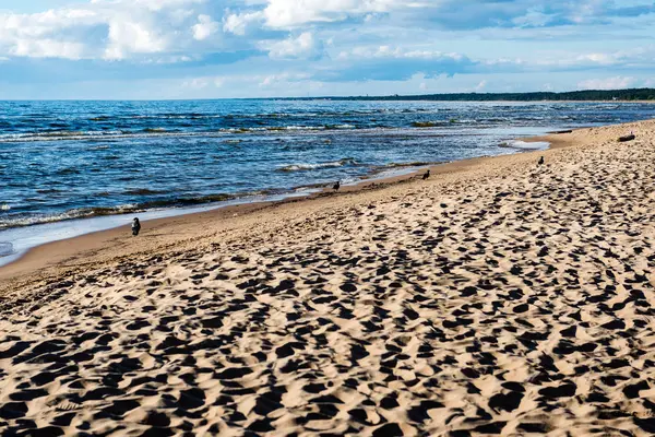 Зручний пляж Балтійського моря з камінням і зеленою вегетаріанкою — стокове фото