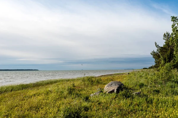 Зручний пляж Балтійського моря з камінням і зеленою вегетаріанкою — стокове фото