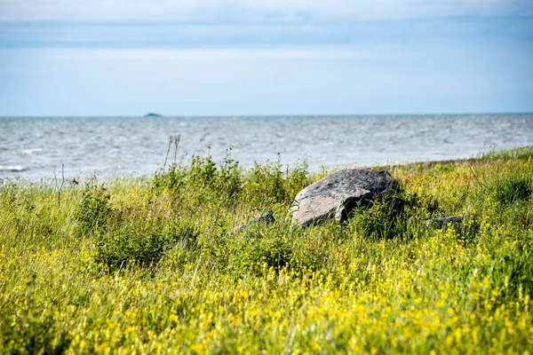 Příjemné pláže Baltského moře s kameny a zelené vegetat — Stock fotografie
