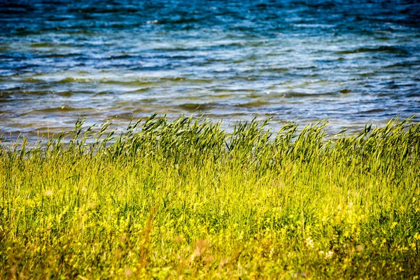 Удобный пляж Балтийского моря со скалами и зеленой растительностью — стоковое фото