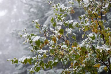 Karlı kış ormanlarında soğuk gün