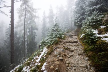 Karlı kış ormanlarında soğuk gün