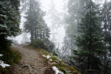 Karlı kış ormanlarında soğuk gün