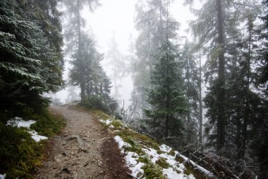 Karlı kış ormanlarında soğuk gün