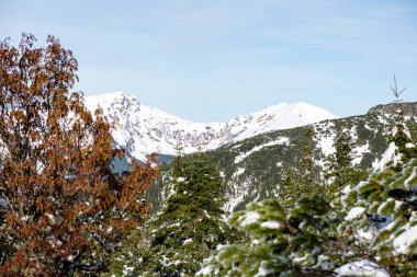 Karlı kış ormanlarında soğuk gün
