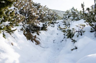 Karlı kış ormanlarında soğuk gün