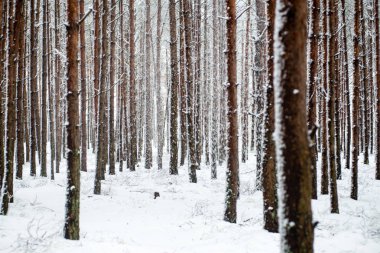 soğuk bir günde çam ağaçlarında karlı kış orman