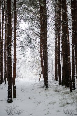 soğuk bir günde çam ağaçlarında karlı kış orman