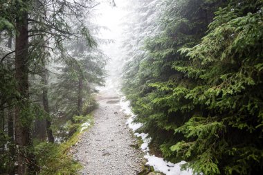 Karlı kış ormanlarında soğuk gün