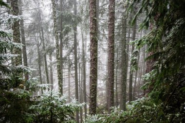 Karlı kış ormanlarında soğuk gün