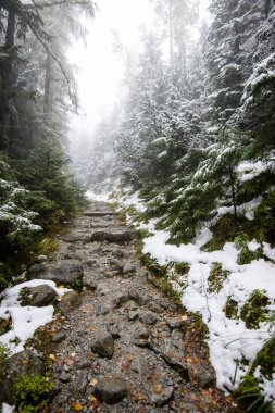 Karlı kış ormanlarında soğuk gün