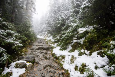 Karlı kış ormanlarında soğuk gün