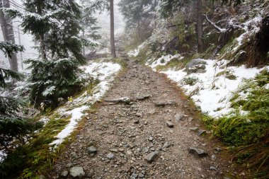 Karlı kış ormanlarında soğuk gün