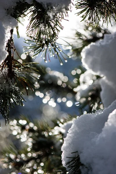 Святковий різдвяний ялинковий фон на холодному дні в снігу — стокове фото