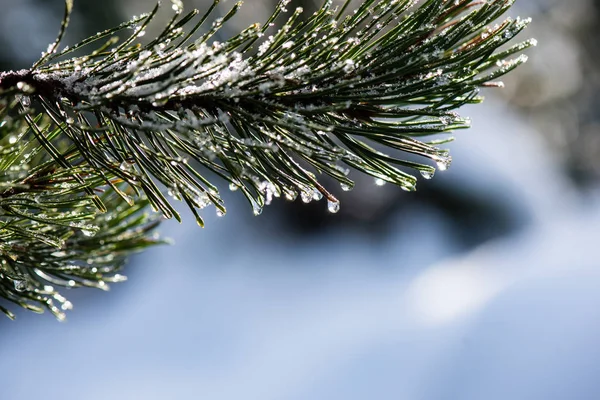 Festive christmas spruce tree background on a cold day in the sn — Stock Photo, Image