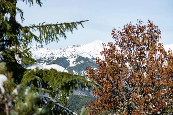 Kalter Tag im verschneiten Winterwald — Stockfoto