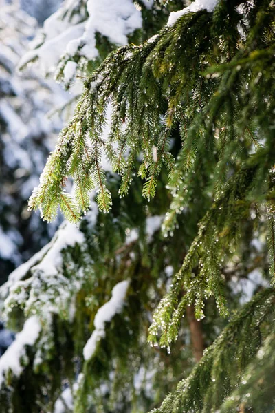 Navidad festiva abeto fondo del árbol en un día frío en el sn —  Fotos de Stock