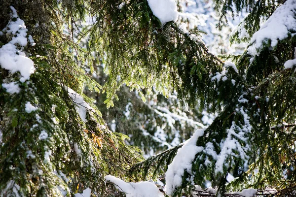 Natale festivo abete rosso sfondo in una giornata fredda nel sn — Foto Stock