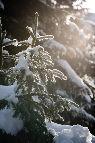 Праздничный рождественский еловый фон в холодный день в sn — стоковое фото