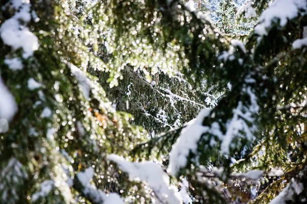 Sn에 추운 날에 축제 크리스마스 스프루 스 트리 배경 — 스톡 사진