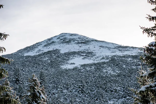 Kall dag i den snöiga vinterskogen — Stockfoto