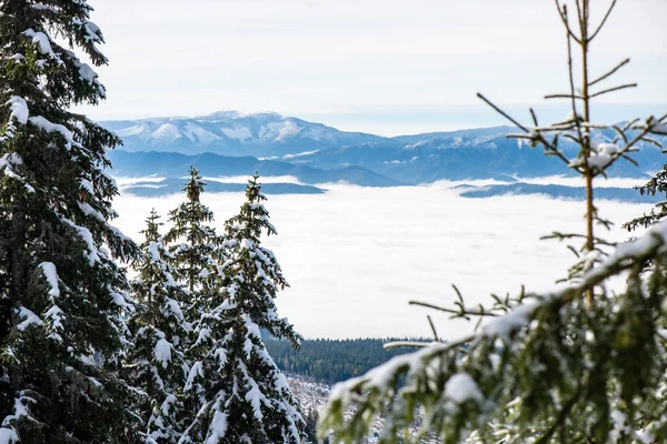 Cold day in the snowy winter forest — Stock Photo, Image