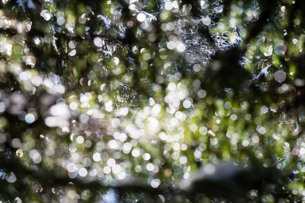 Natal festivo abeto árvore fundo em um dia frio no sn — Fotografia de Stock