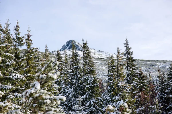 Festive christmas spruce tree background on a cold day in the sn — Stock Photo, Image