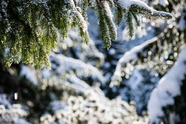 Natale festivo abete rosso sfondo in una giornata fredda nel sn — Foto Stock