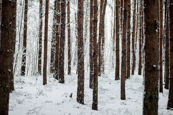 Tallar på en kall dag i skogen snörik vinter — Stockfoto