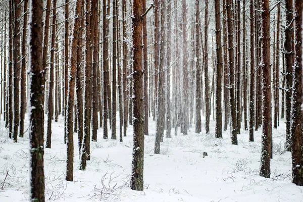 Sosny w zimny dzień w lesie mroźną zimę — Zdjęcie stockowe