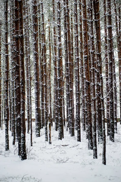 Tallar på en kall dag i skogen snörik vinter — Stockfoto