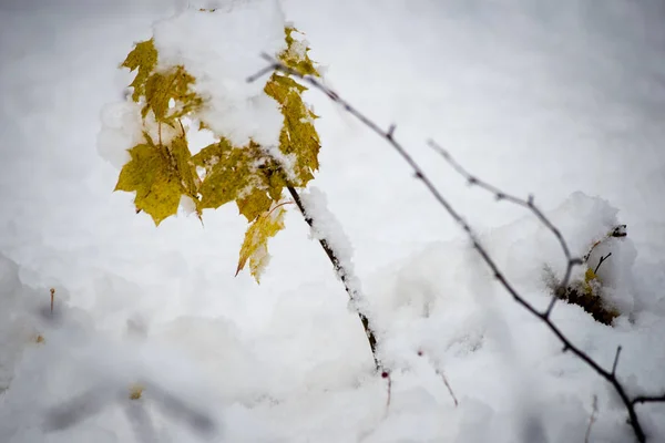 Foglie nella neve in una giornata fredda nella foresta invernale — Foto Stock