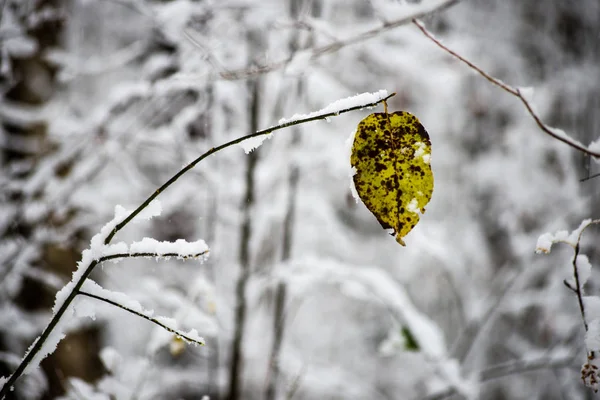 Folhas na neve em um dia frio na floresta de inverno — Fotografia de Stock