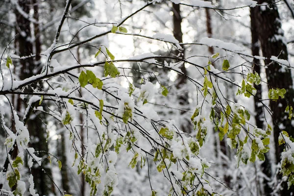 Feuilles dans la neige par une journée froide dans la forêt d'hiver — Photo