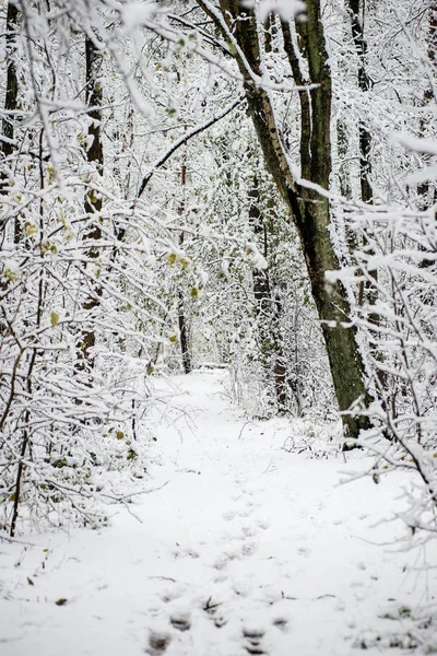 Hojas en la nieve en un día frío en el bosque de invierno —  Fotos de Stock