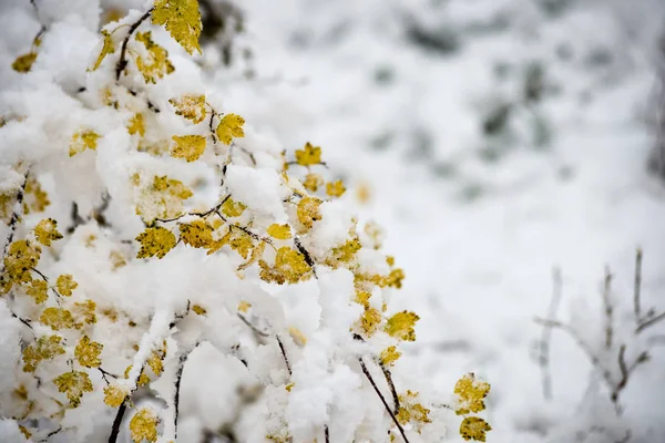 잎 눈에 추운 날에 겨울 숲에서 — 스톡 사진